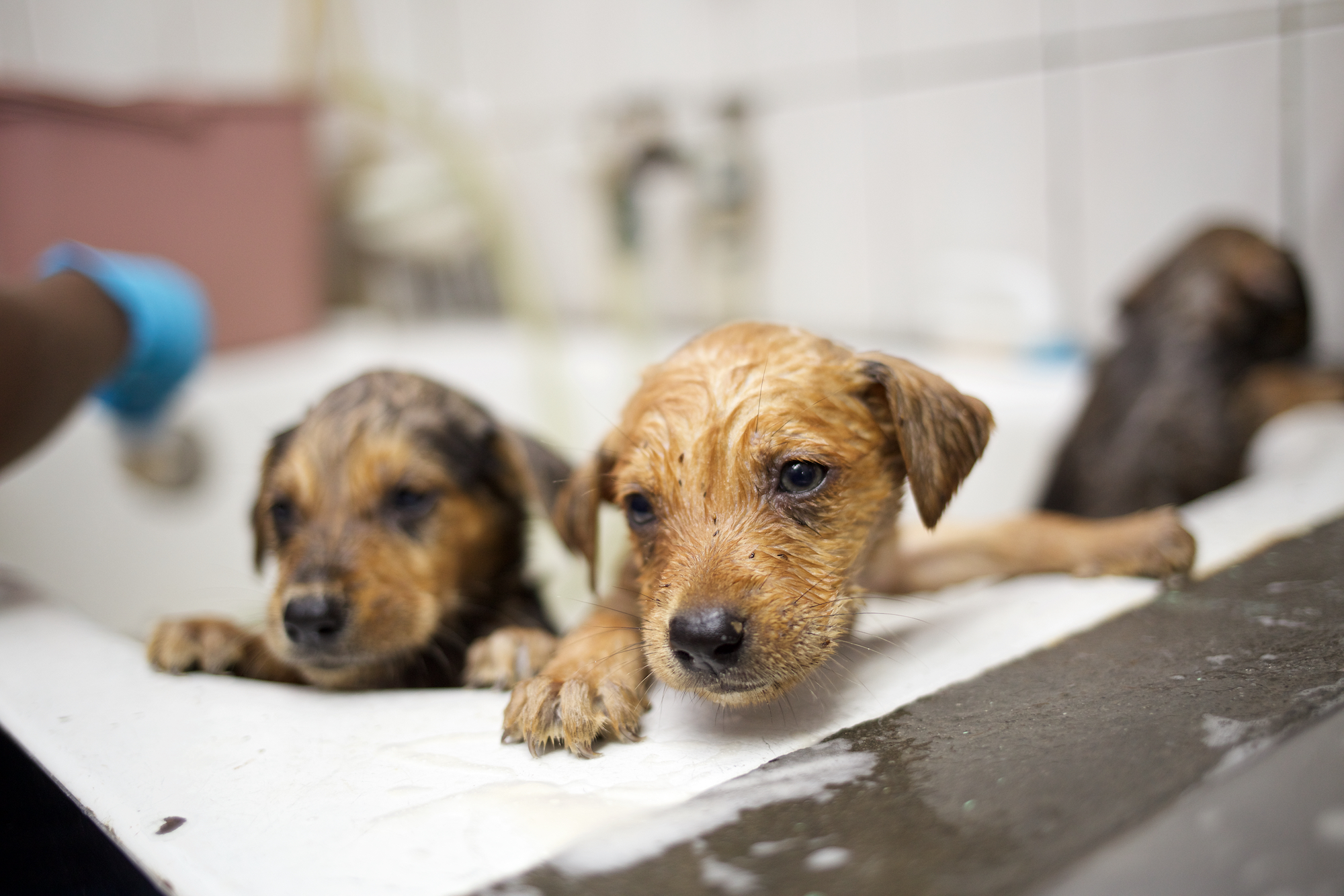 Puppies getting a bath